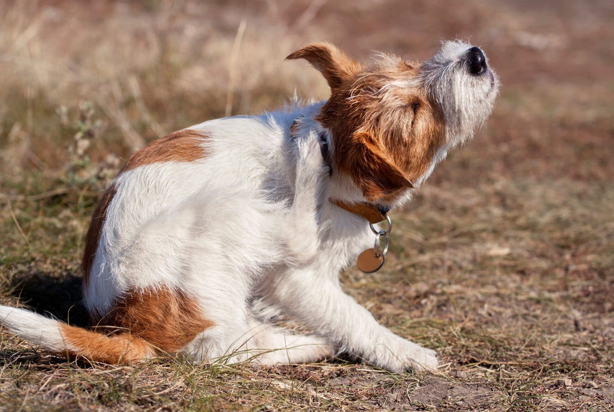 Contact Dermatitis in Dogs. A dog scratching its ear.