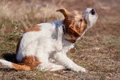 Contact Dermatitis in Dogs. A dog scratching its ear.