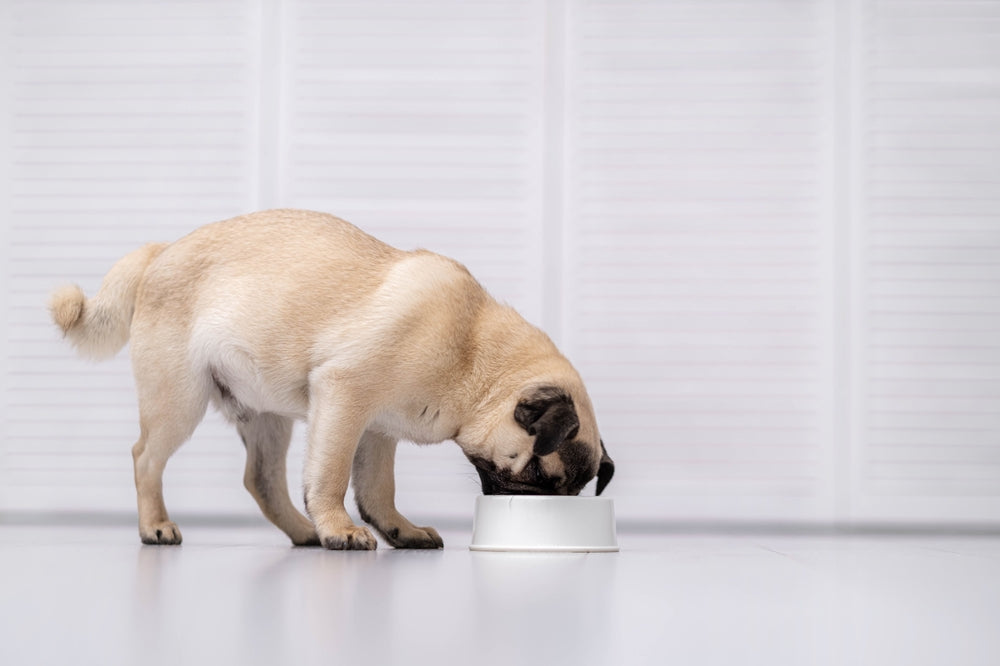 Can Dogs Eat Ground Beef?