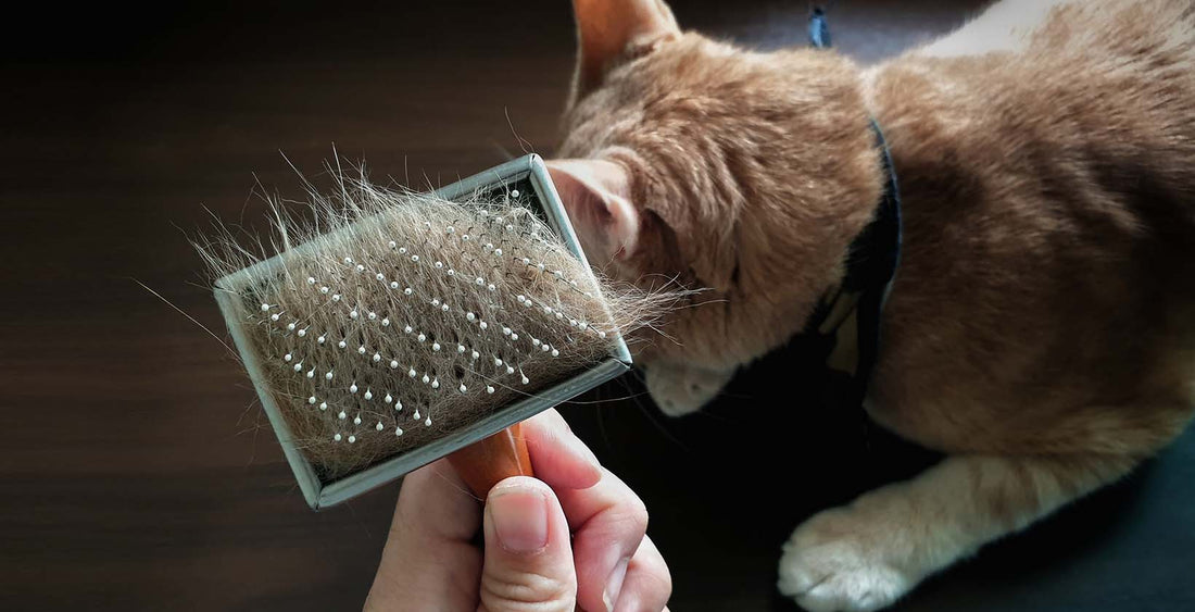 Cat shedding a lot