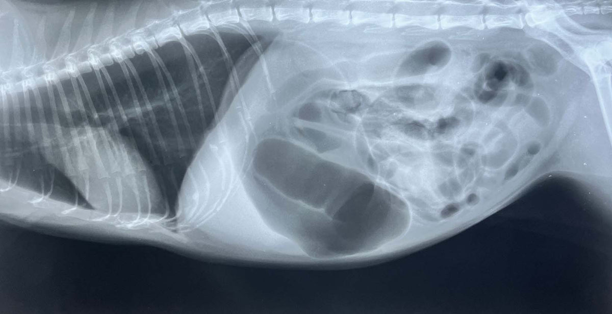 Bloat in dogs