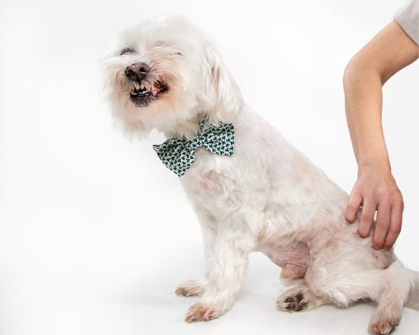 Seasonal Allergies in Dogs. A dog getting vaccinated