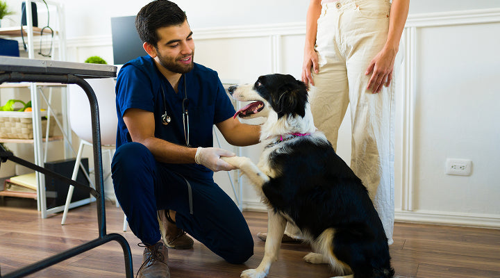 TotalVet at-home test kit