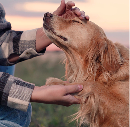 TotalVet community pet