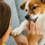 are human probiotics for dogs safe