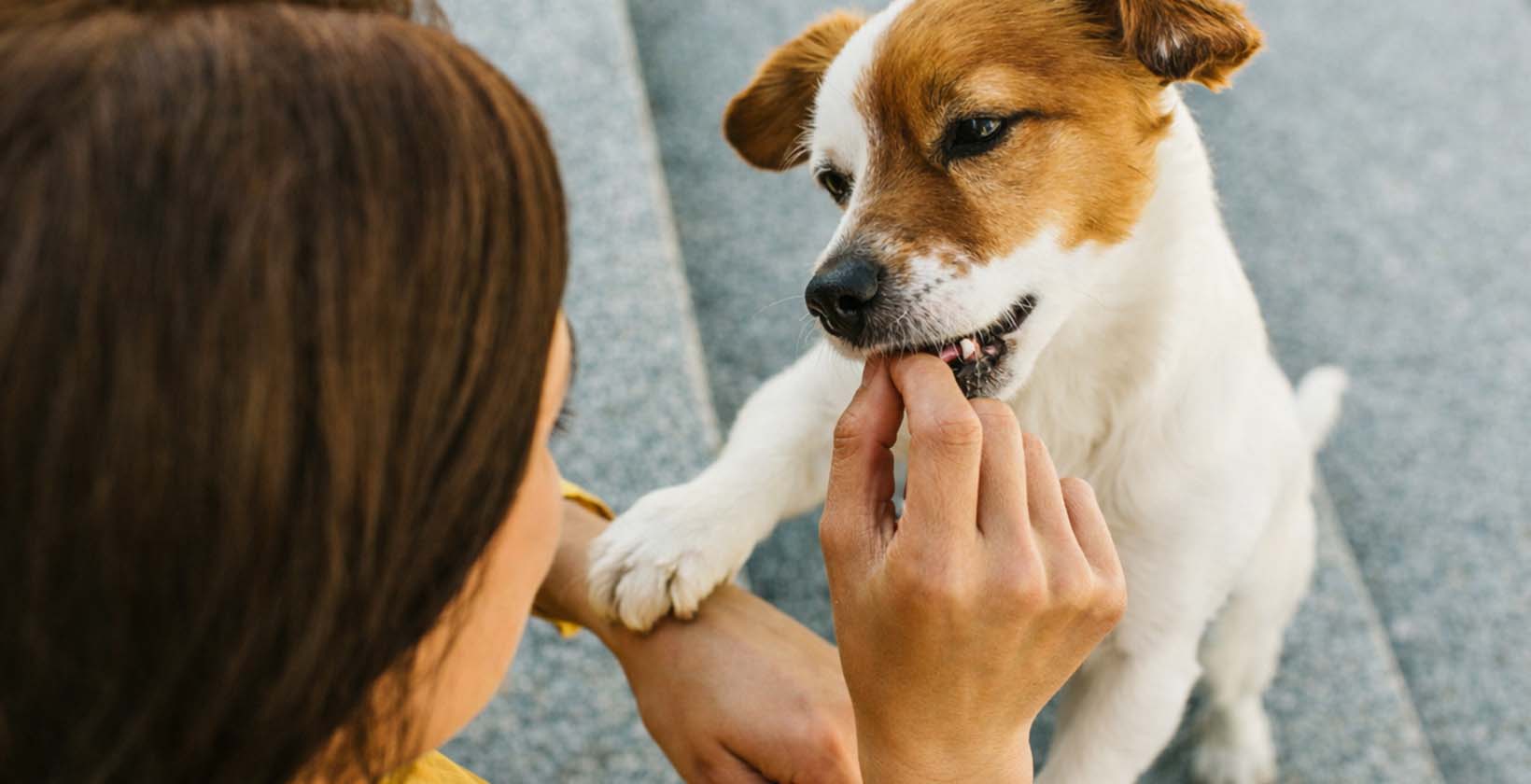 are human probiotics for dogs safe