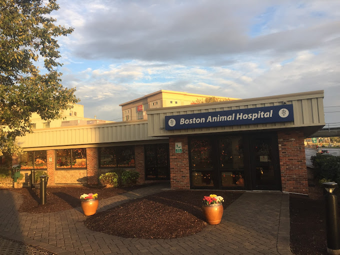 Best Vets in BostonBoston Animal Hospital Total Vet Best Vets in Boston Boston Animal Hospital