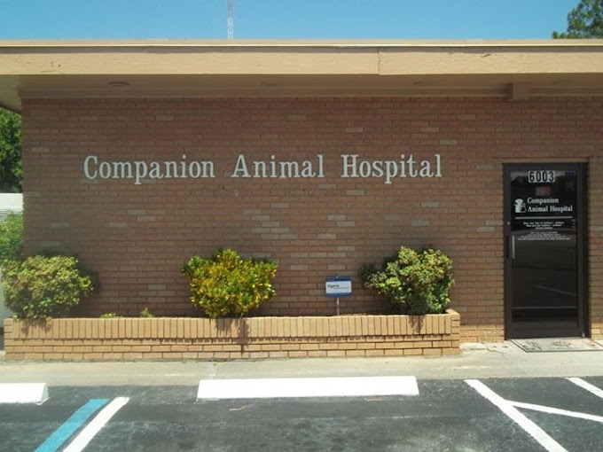 Best Vets in Jacksonville Companion Animal Hospital of North Florida