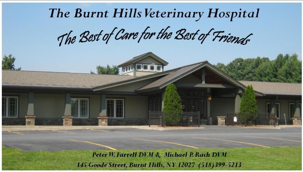 Best Vets in New York City Burnt Hills Veterinary Hospital