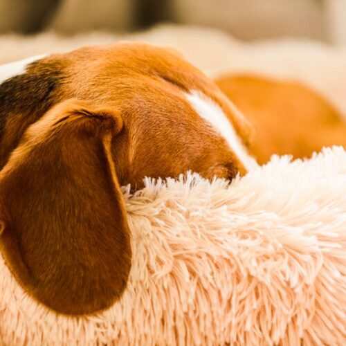 10 Best Dog Beds for Beagles