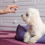 anti anxiety meds for dogs
