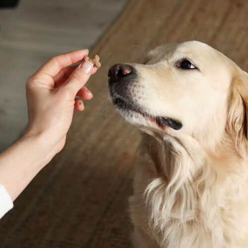 probiotics for dogs with diarrhea