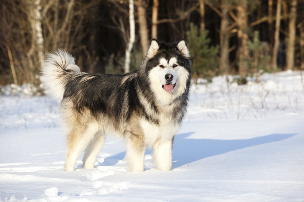 Total Vet Alaskan Malamute