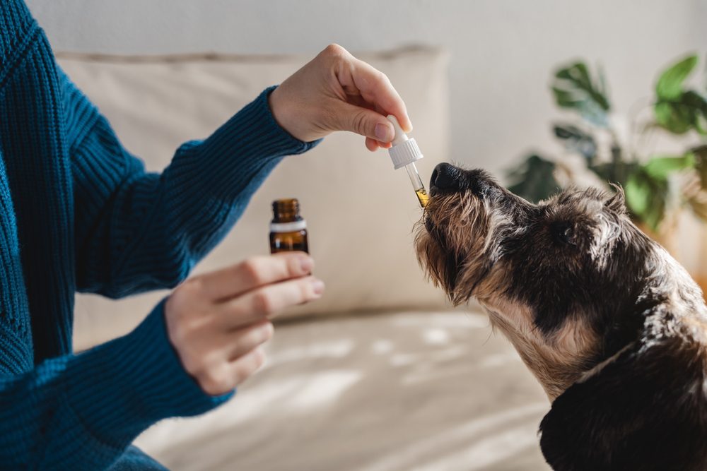 Total Vet Apoquel Alternatives for Dogs