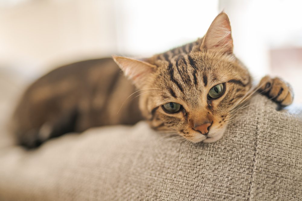 Total Vet benefits of probiotics for cats