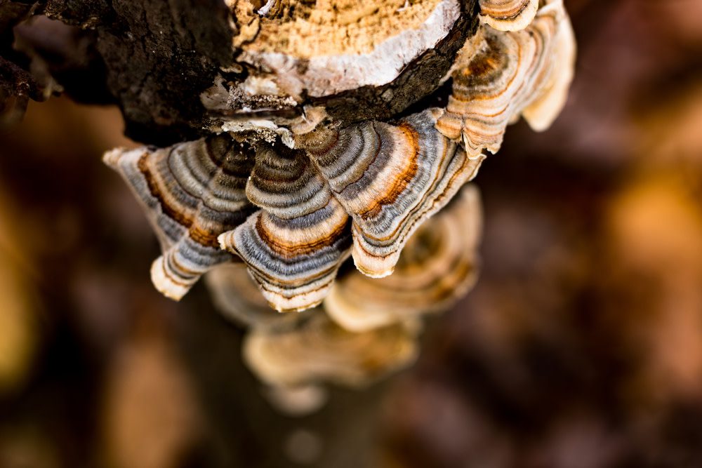 Benefits of Turkey Tail Mushroom