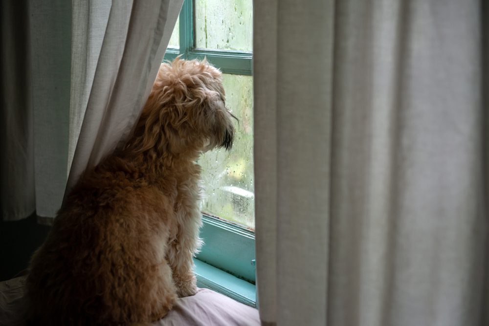 Total Vet Can Dogs Survive Intestinal Cancer