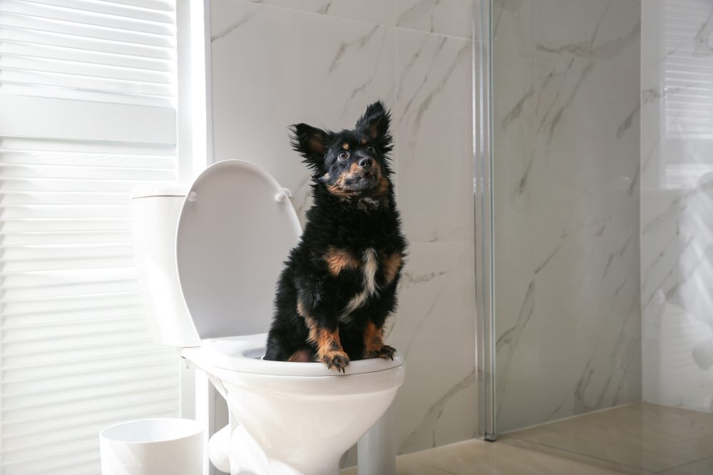 Honestpaws Total Vet Can I Give My Dog Metronidazole