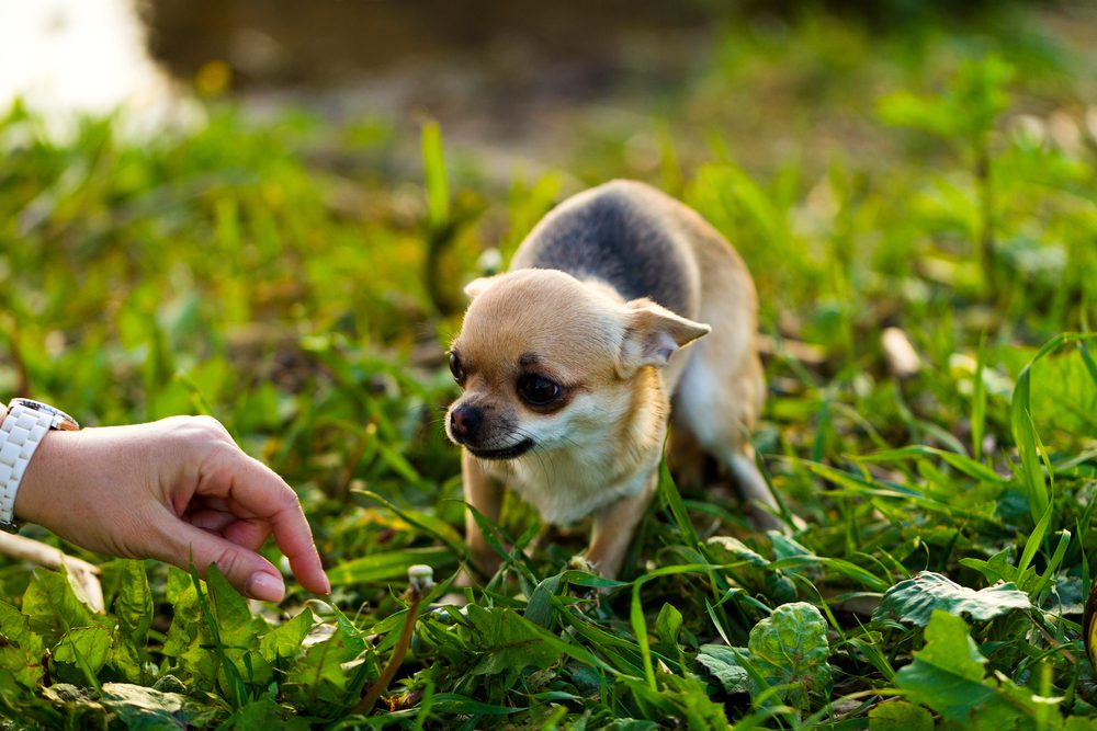 Can I Give My Dog Trazodone