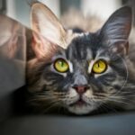 Cat DNA Test Cost