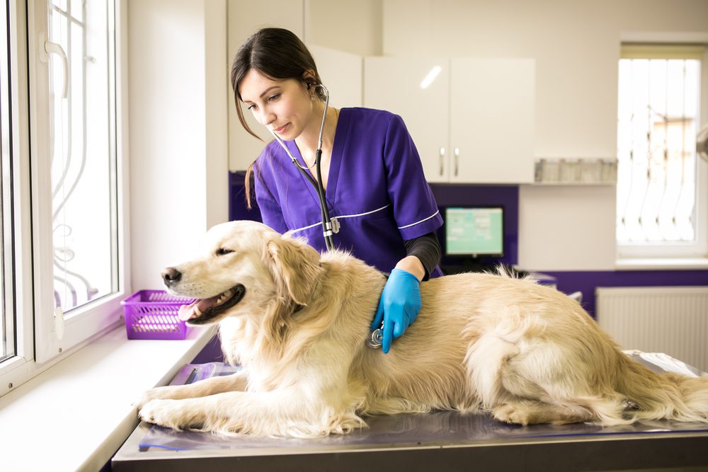 Total Vet Diagnosing Bone Cancer in Dogs