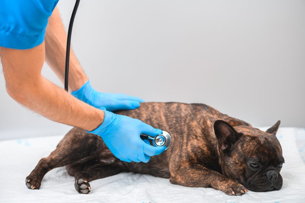 Total Vet Diagnosing Testicular Cancer in Dogs