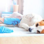 Dog Abortion