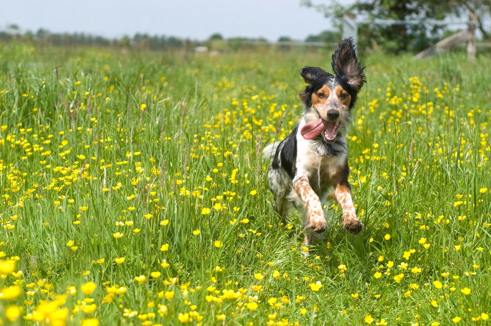 Total Vet Dog Health Problems CBD Oil can Help With