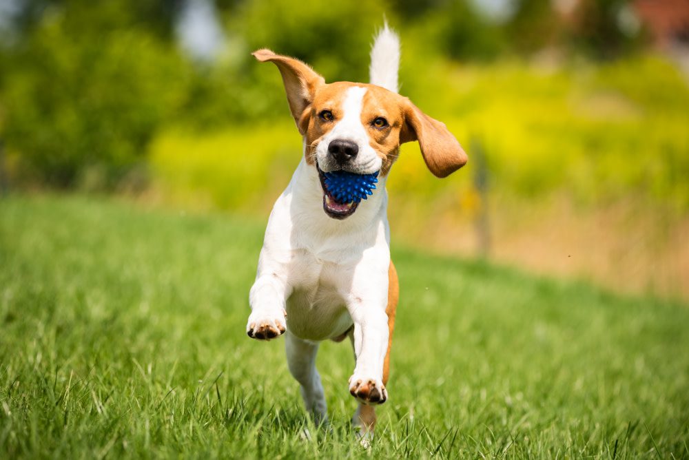 Dog Mental Stimulation