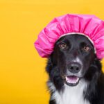 Dry Shampoo For Dogs