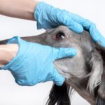 entropion in dogs