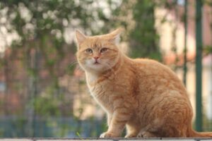 Orivet Cat DNA Test Kit