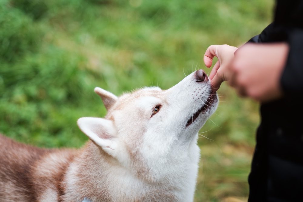 Feeding Your Dog Turkey Tail