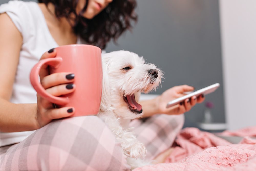 Total Vet giving your dog melatonin