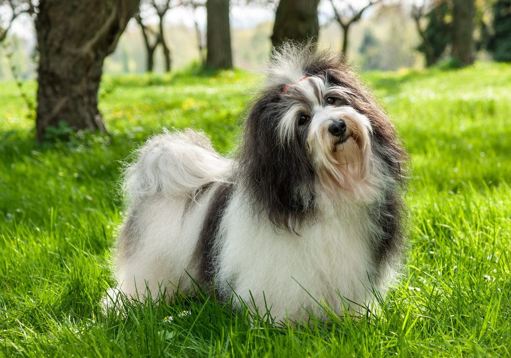 Total Vet havanese