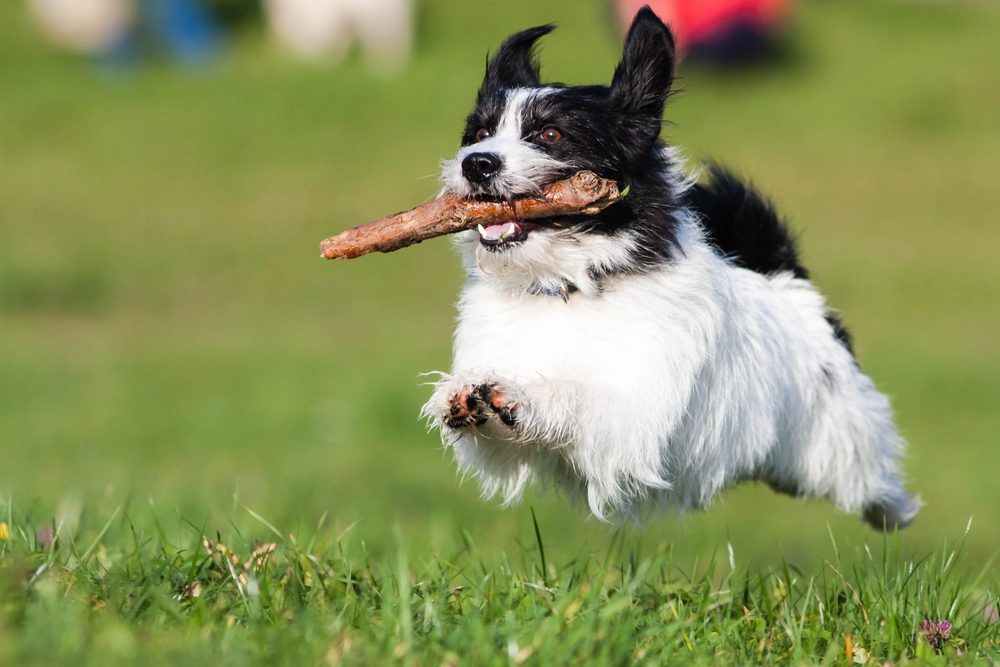 Total Vet Antioxidants need to be supplied by the diet or in supplement form Health Benefits of Turkey Tail Mushroom