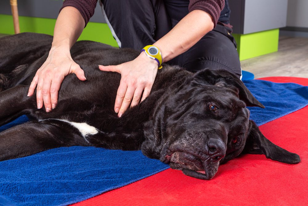 Total Vet How Do You Treat Bone Cancer in Dogs