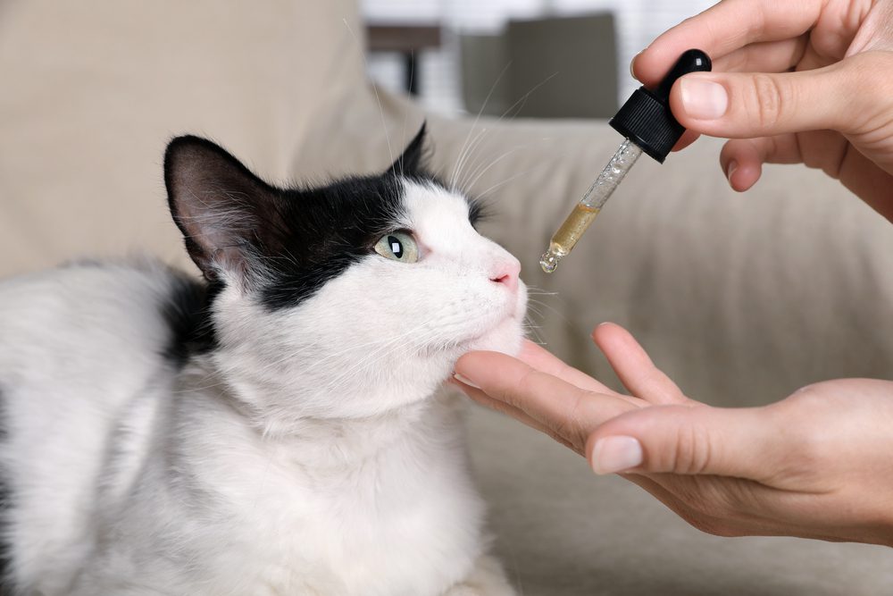 Total Vet How Much CBD Oil Should I Give My Cat