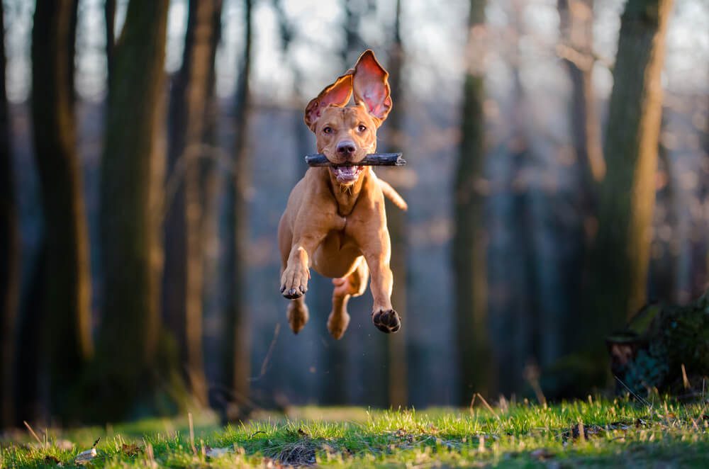 Total Vet how do dog dna blood tests work