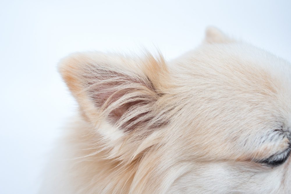 Total Vet How do I Know if My Dog Has an Ear Infection