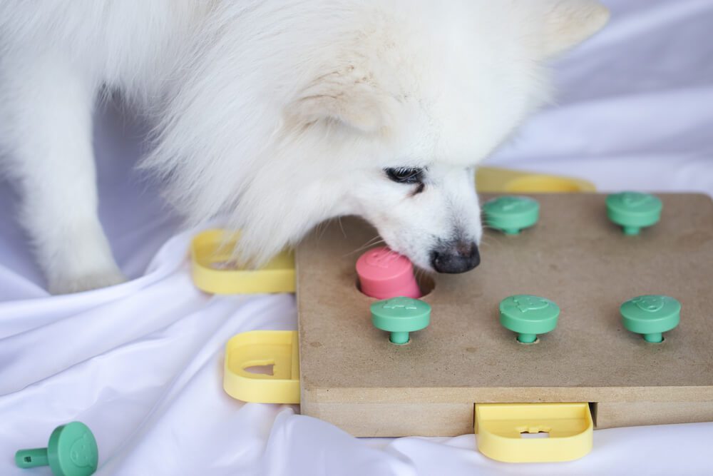 Total Vet How do You Stop Separation Anxiety in Dogs