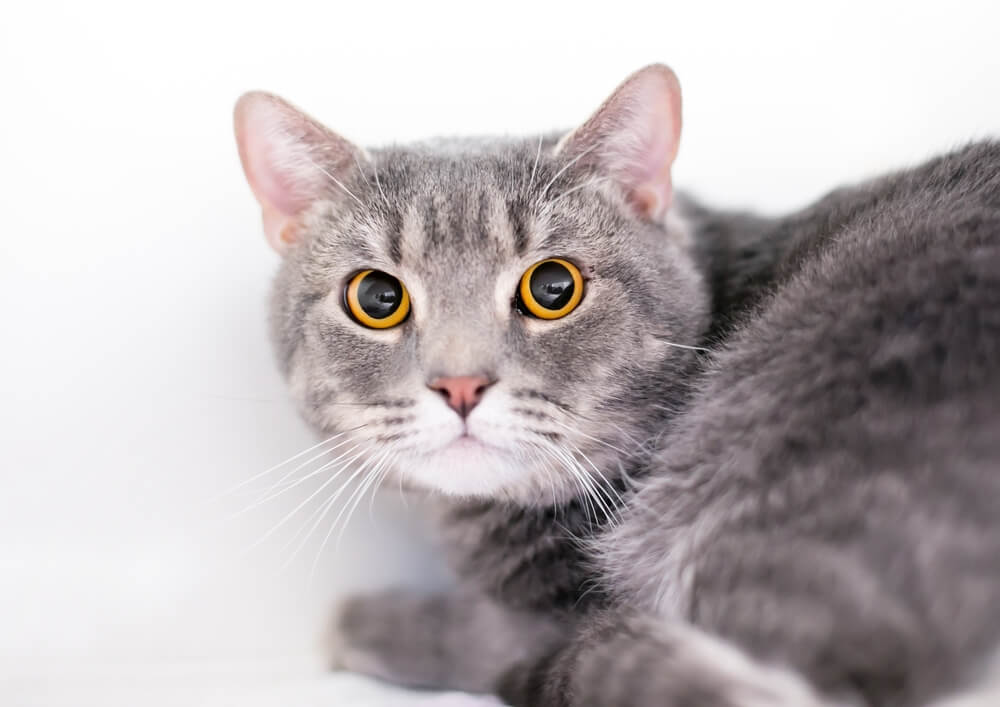 Total Vet How do You Treat Cat Anxiety