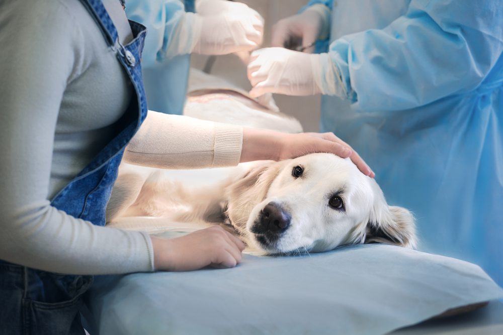 Total Vet How do You Treat Melanoma in Dogs
