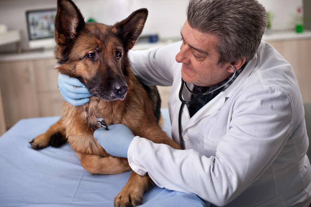 Total Vet How do You Treat a Dog With Lethargy