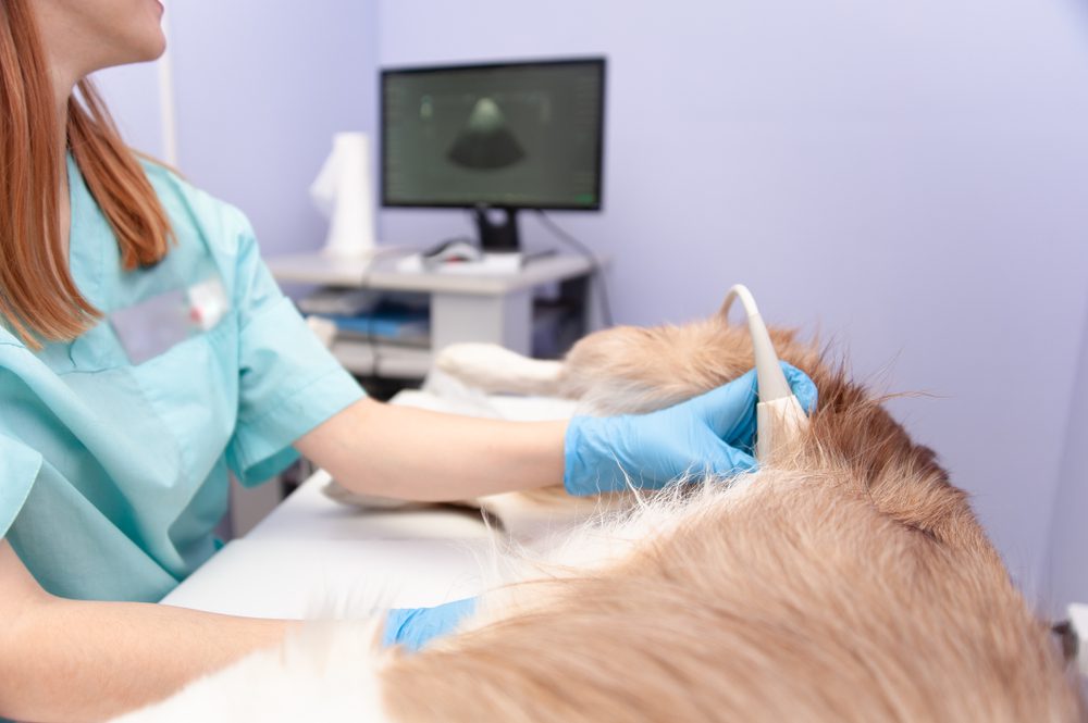 Total Vet How is a Dog Abortion Done