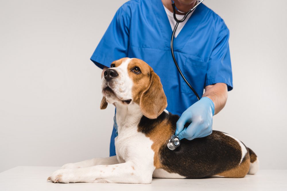 Total Vet How is a Mast Cell Tumor in a Dog Diagnosed