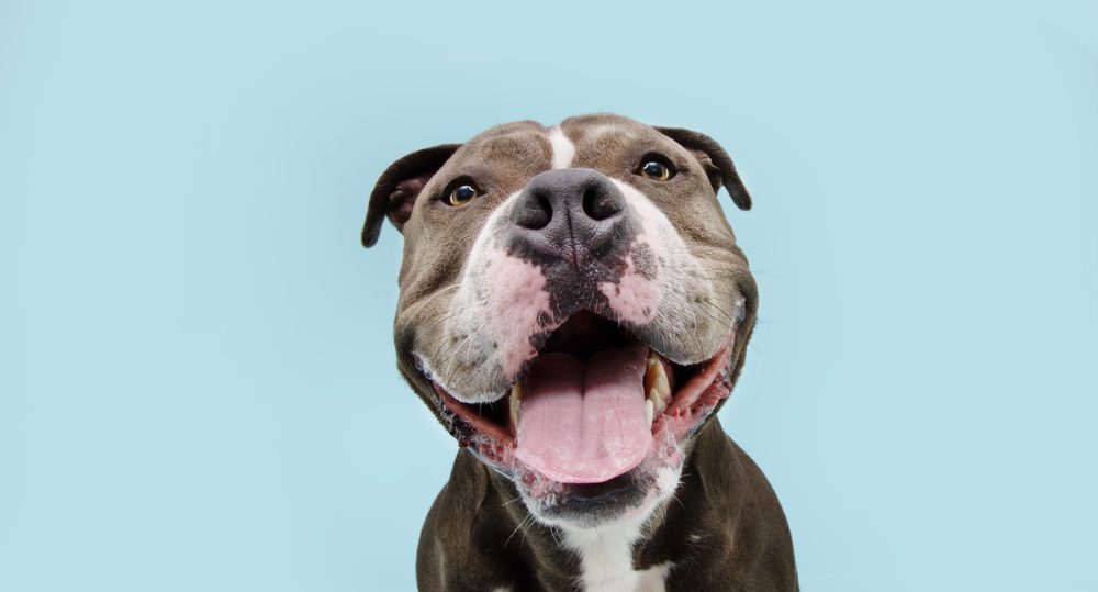 Total Vet How to Shop for the Best Dry Shampoo for Dogs