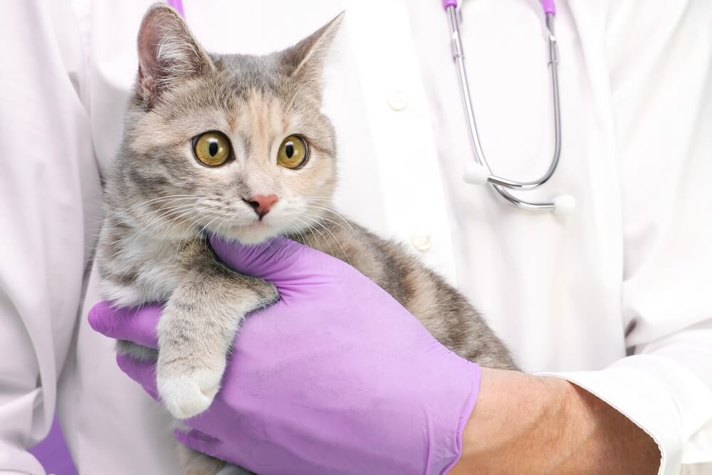 How will a Vet Treat Cat Vomiting