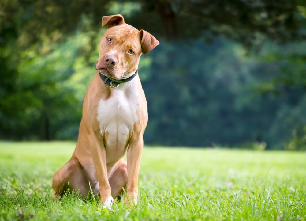 Total Vet Is Dog Abortion Legal