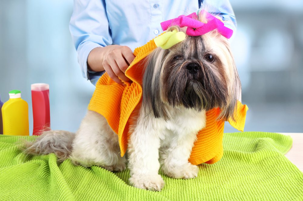 Total Vet Is Dry Shampoo Good for Dogs